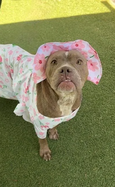 An adult large-sized female Pit Bull Terrier dog named Sasha for adoption in Lancaster, CA
