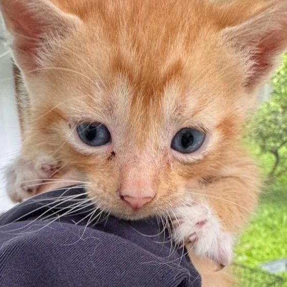 A baby small-sized male Orange / Red Domestic Short Hair cat named Kinky for adoption in Volcano, HI