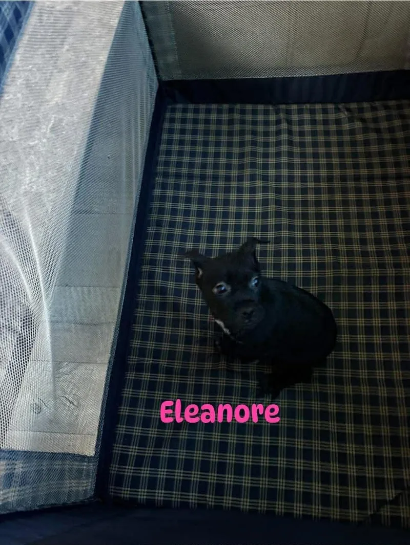 Eleanore