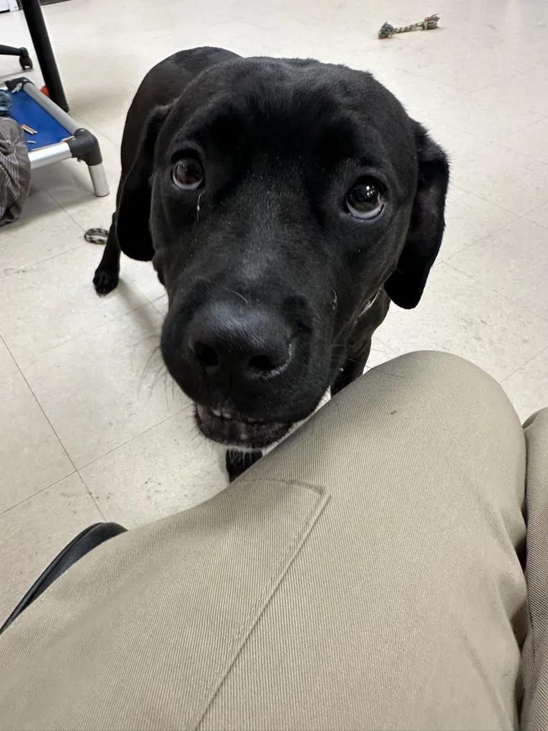 Daffodil thumbnail 2