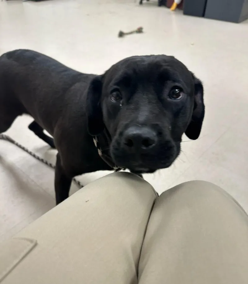 A baby large-sized female Black Mastiff dog named Daffodil for adoption in Clayton, NJ