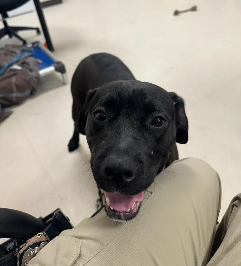 Daffodil thumbnail 3