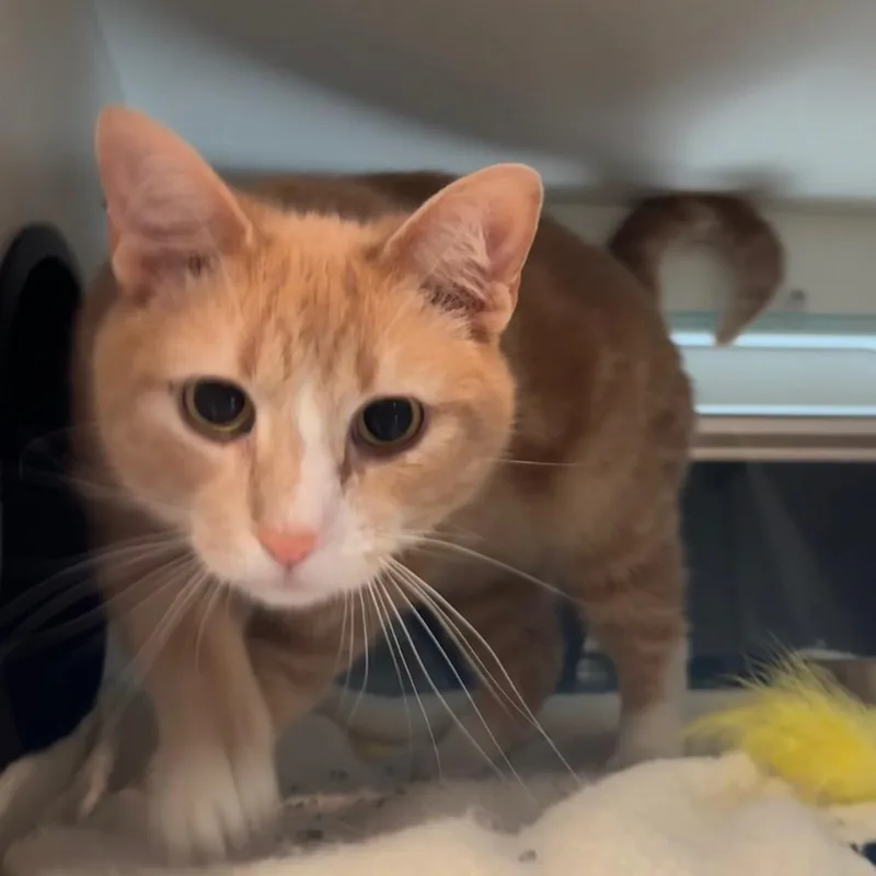 An adult medium-sized male Orange / Red Domestic Short Hair cat named Diego for adoption in Saint Charles, MO