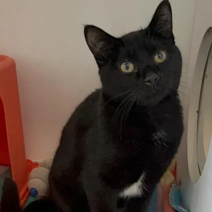 A young small-sized female Domestic Short Hair cat named Oreo for adoption in Janesville, WI