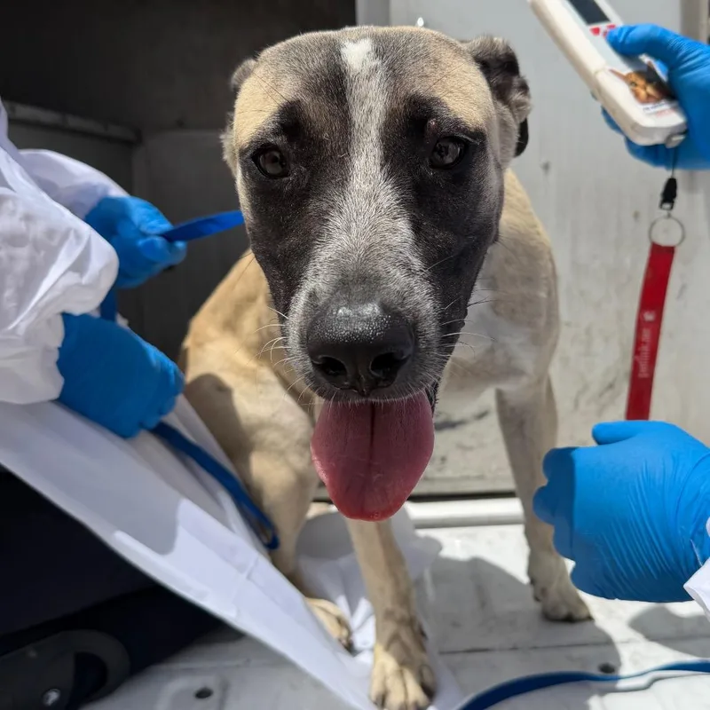 An adult medium-sized female Yellow / Tan / Blond / Fawn Shepherd dog named Bella Swan for adoption in Edinburg, TX