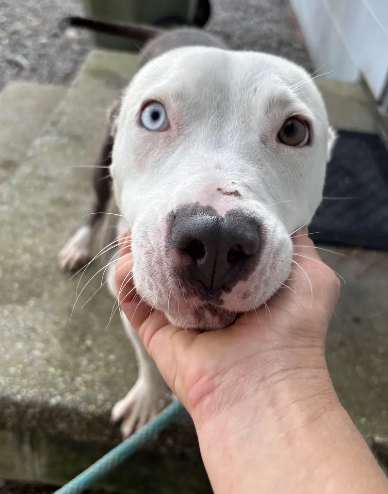 A young medium-sized male White / Cream American Bulldog dog named Miles is a year for adoption in Charlottesville, VA