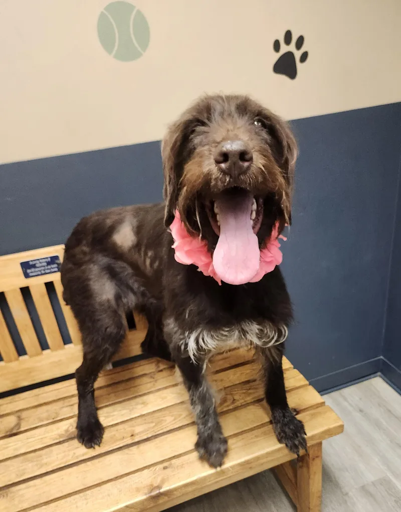 An adult medium-sized female Brown / Chocolate German Wirehaired Pointer dog named Mildred for adoption in Mansfield, OH