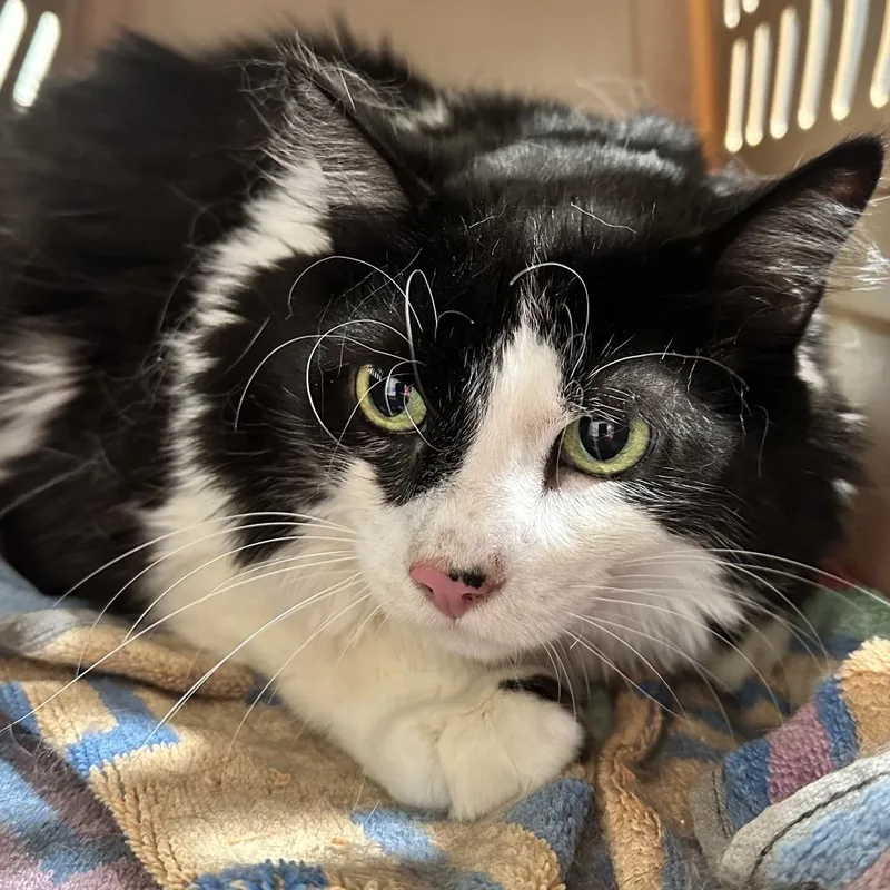 A senior extra large-sized male Black Domestic Short Hair cat named Miller for adoption in Tampa, FL