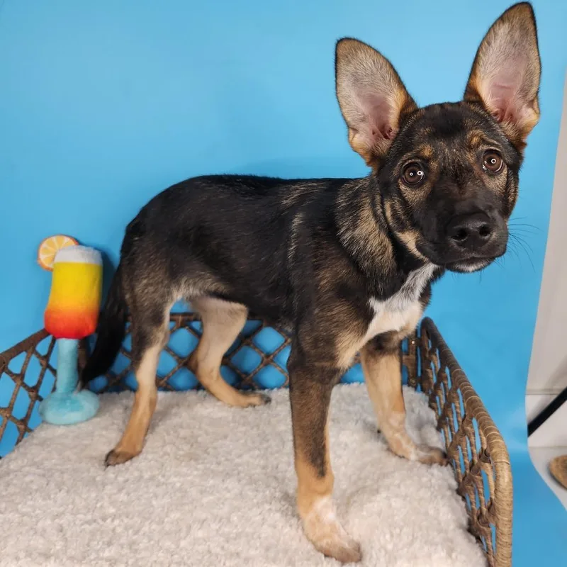 A baby small-sized female Black Shepherd dog named Mimosa for adoption in Fort Wayne, IN