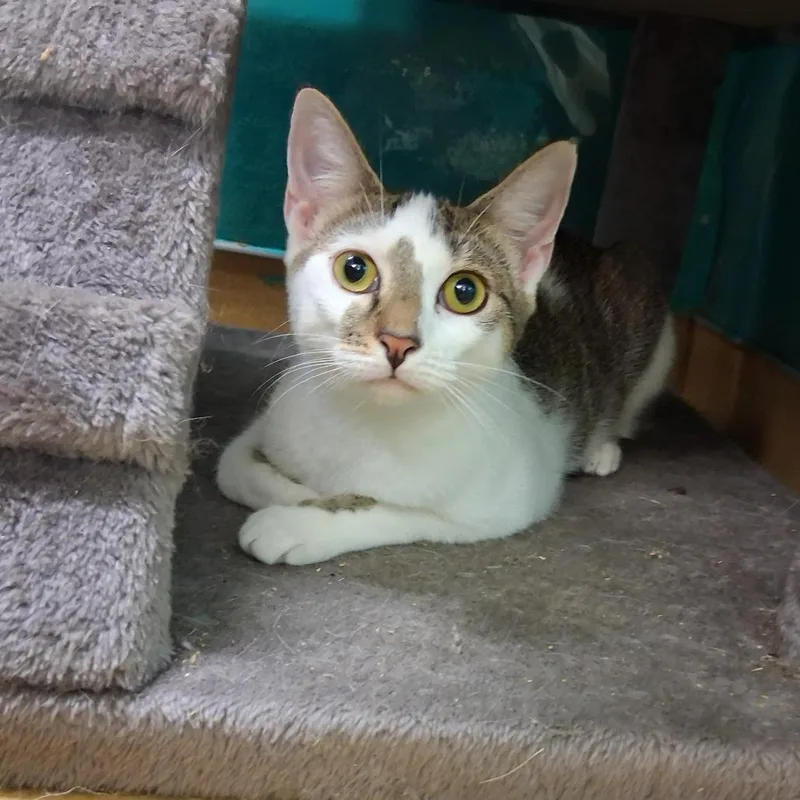 A young medium-sized female Tabby (Brown / Chocolate) Domestic Short Hair cat named Daria for adoption in Hudson, NY