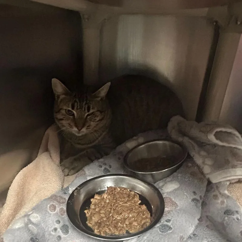 An adult medium-sized male Brown / Chocolate Domestic Short Hair cat named Spot for adoption in Fredericksburg, VA