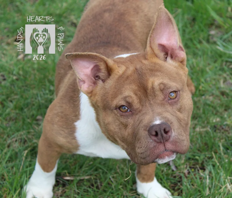 A baby medium-sized male Red / Chestnut / Orange French Bulldog dog named Porky for adoption in Omaha, NE