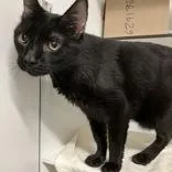 An adult large-sized male Black Domestic Short Hair cat named Star Crunch for adoption in Hilliard, OH