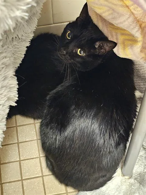 An adult medium-sized female Black & White / Tuxedo Domestic Short Hair cat named Scela for adoption in Clyde, NC