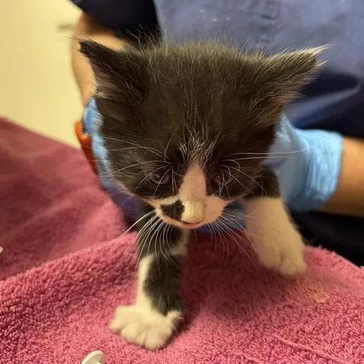A baby small-sized male Black Domestic Short Hair cat named Dally for adoption in Tempe, AZ