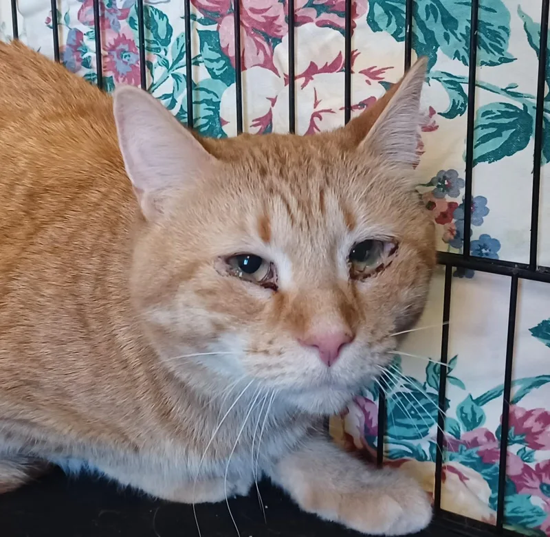 An adult large-sized male Orange / Red Domestic Short Hair cat named Teddy for adoption in Kensington, CT