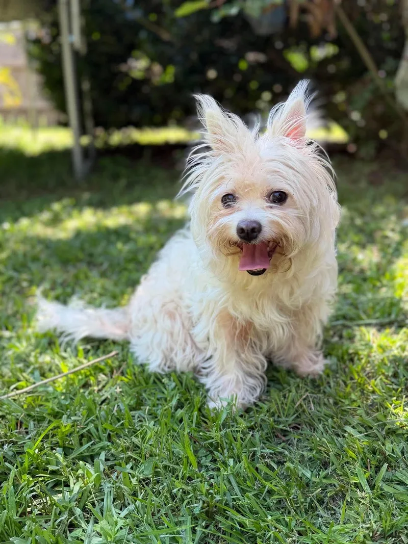 An adult small-sized female White / Cream West Highland White Terrier / Westie dog named Dolly Parton for adoption in Gulfport, MS