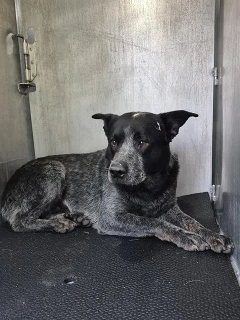 A young medium-sized male Australian Cattle Dog / Blue Heeler dog named Trix Arthur Pibs for adoption in San Antonio, TX