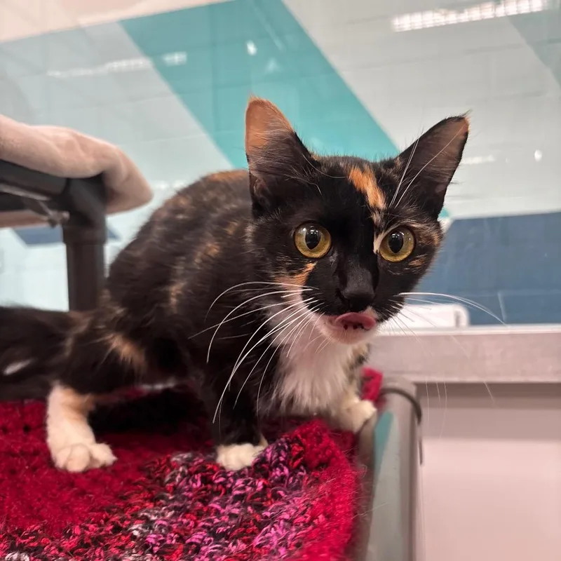 A baby medium-sized female Domestic Medium Hair cat named Rollette for adoption in Corpus Christi, TX