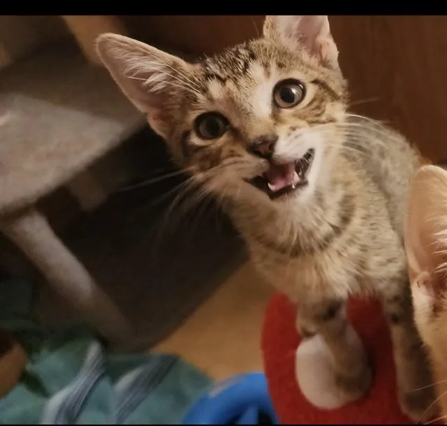 A baby small-sized female Domestic Short Hair cat named Leila for adoption in Ocala, FL