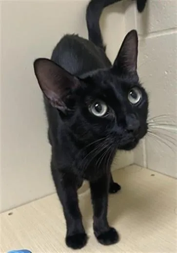 A young medium-sized female Domestic Short Hair cat named Ophilia for adoption in Sacramento, CA