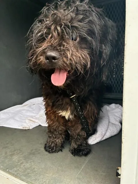 A young small-sized male Shih Tzu dog named Freedom for adoption in Santa Maria, CA
