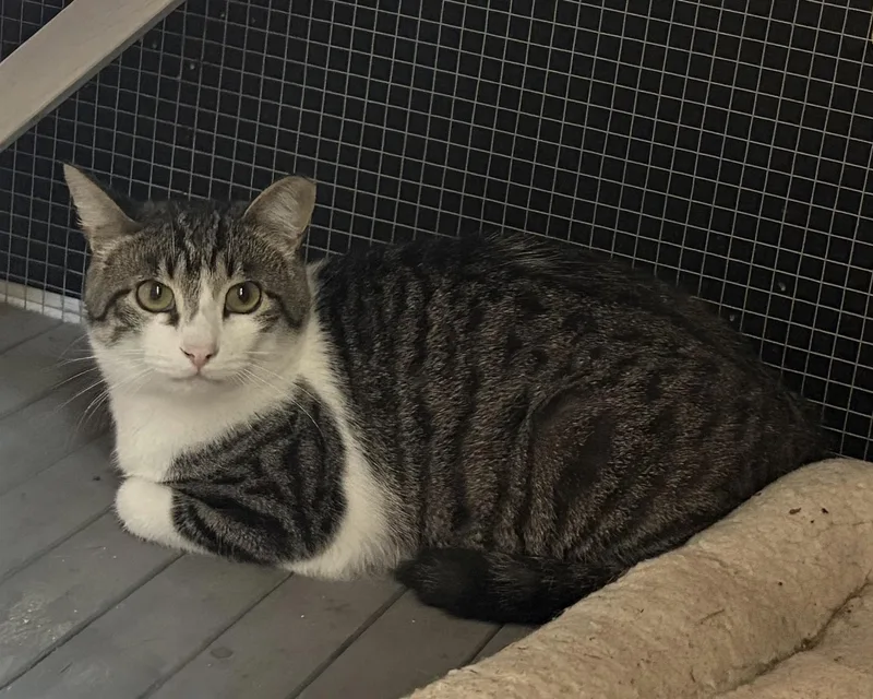 An adult medium-sized male Tabby (Brown / Chocolate) Domestic Short Hair cat named Homie for adoption in Melbourne, AR