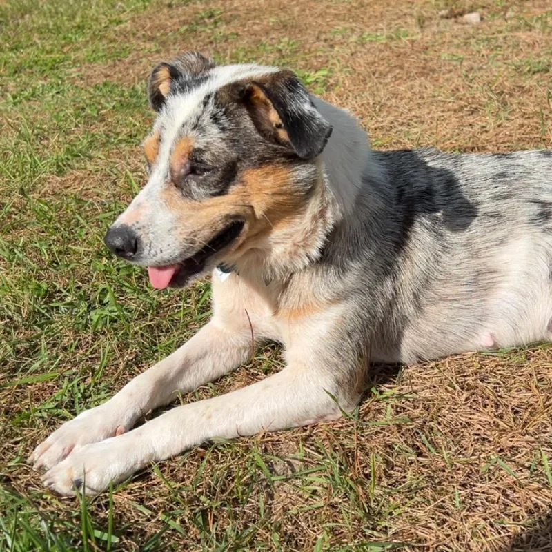 An adult small-sized female White / Cream Australian Shepherd dog named Lady for adoption in Brainerd, MN