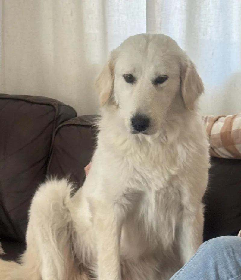 Chloe Atx thumbnail 4