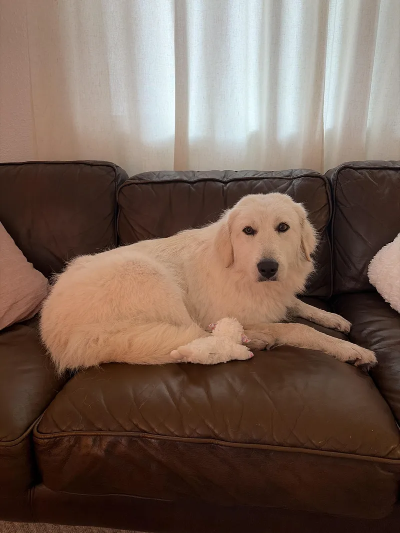 Chloe Atx thumbnail 5