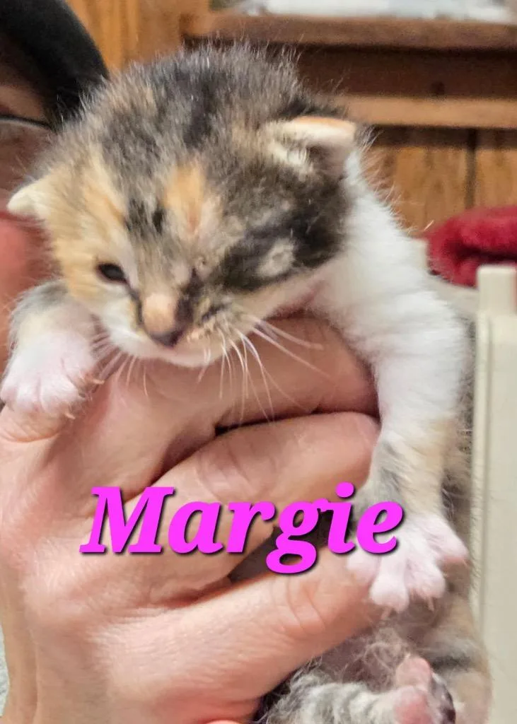 A baby small-sized female Domestic Short Hair cat named Margie for adoption in Pomona, NY