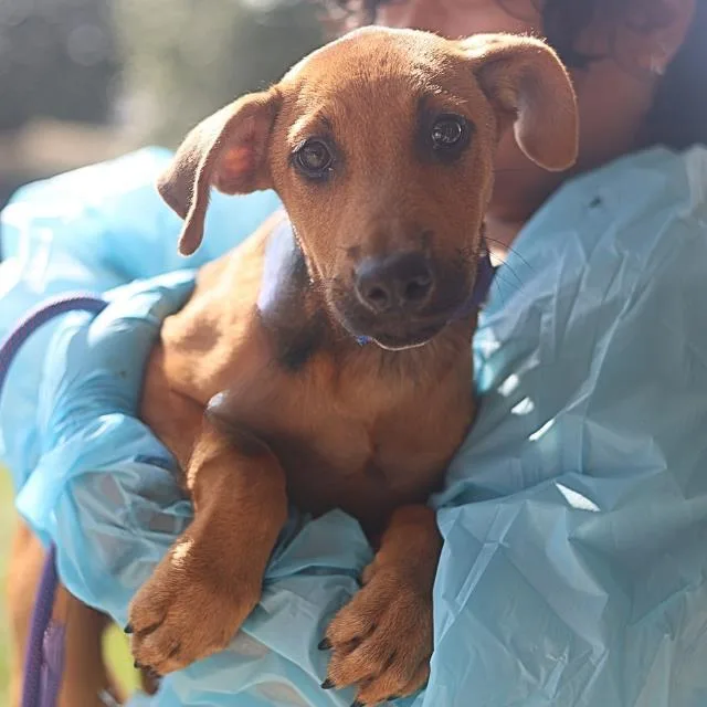 A baby medium-sized female Labrador Retriever dog named Raven for adoption in San Antonio, TX