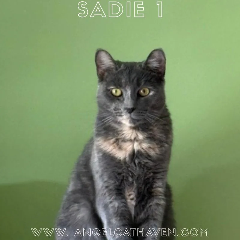 A young medium-sized female Dilute Tortoiseshell Domestic Short Hair cat named Sadie for adoption in Plainville, MA