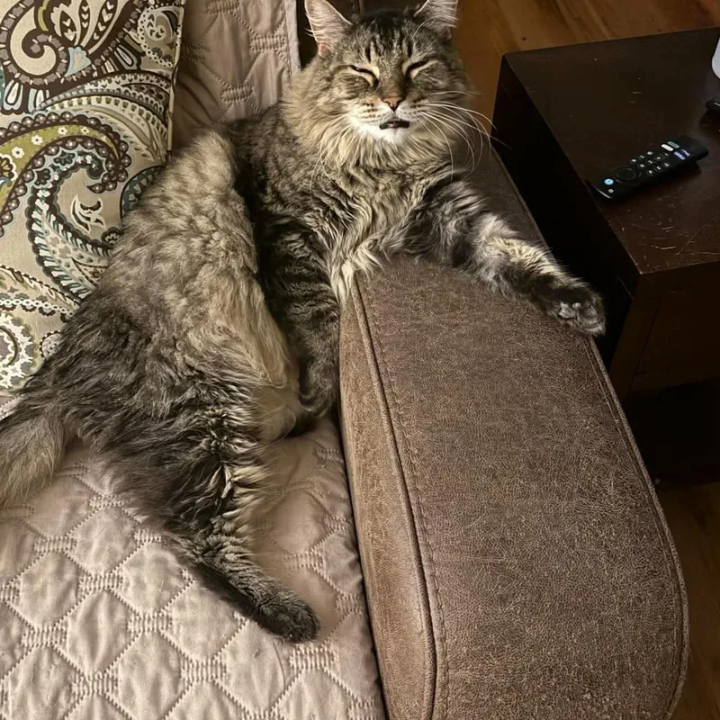 A senior medium-sized male Domestic Long Hair cat named Grandpa for adoption in Royal Oak, MI