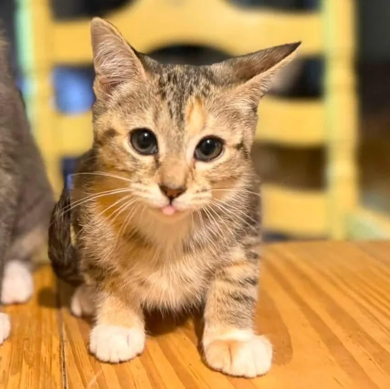 A baby small-sized female Tabby (Orange / Red) Domestic Short Hair cat named Daphne for adoption in Aberdeen, NC