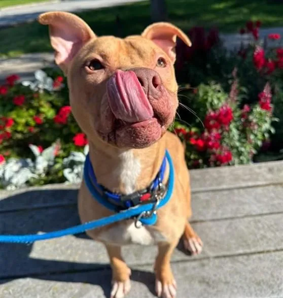 A young medium-sized male Pit Bull Terrier dog named Arnold for adoption in Anchorage, AK