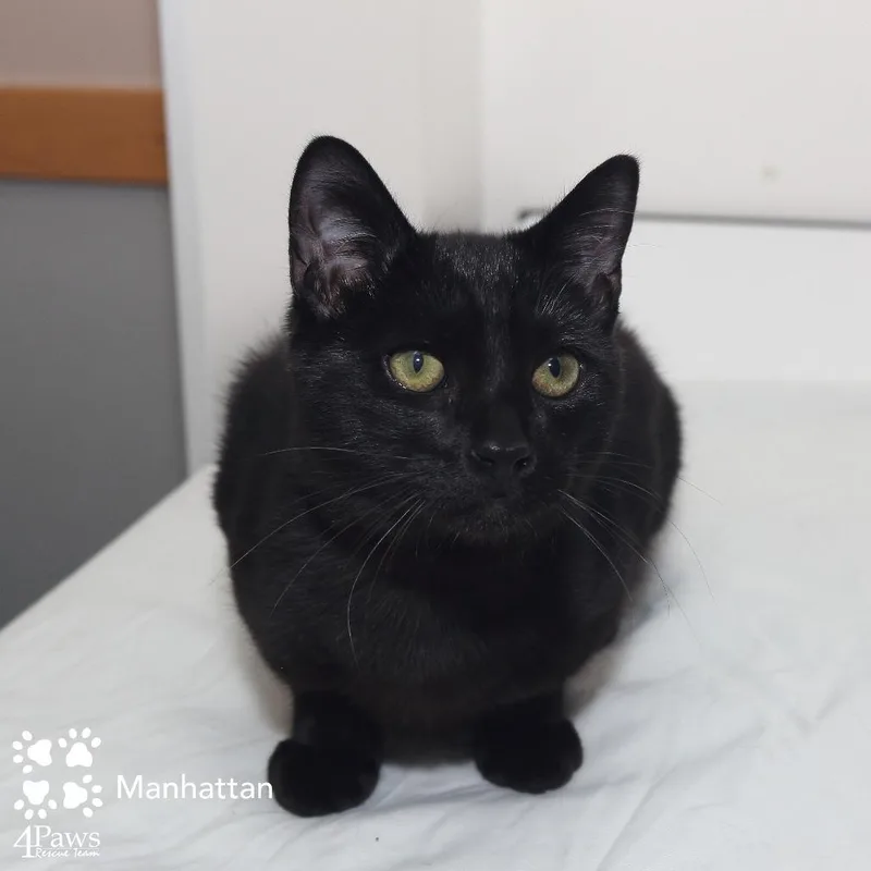 A young small-sized male Black Domestic Short Hair cat named Manhattan Mckenzie for adoption in Merrifield, VA