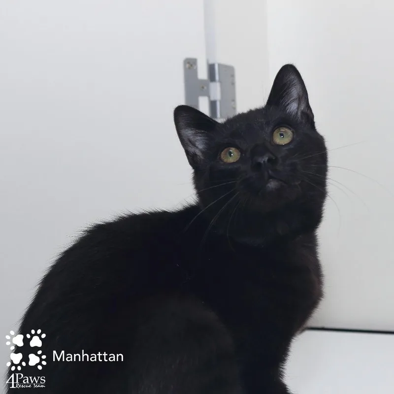 Manhattan Mckenzie thumbnail 5
