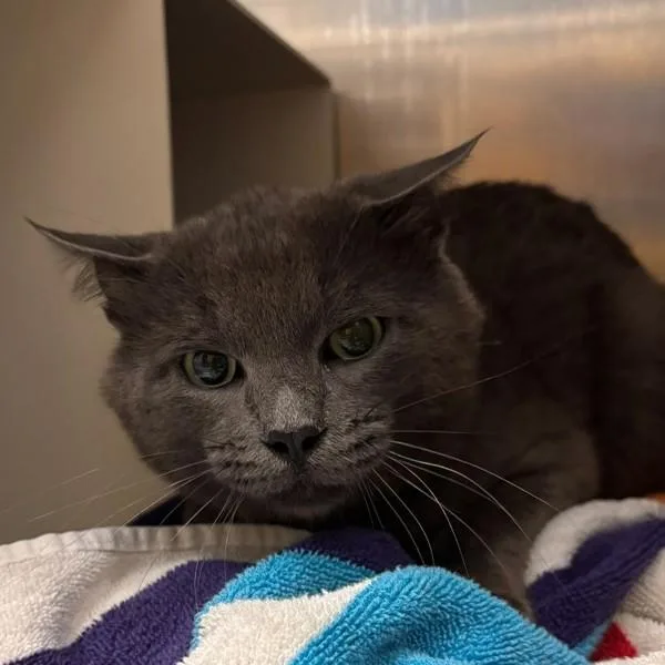 An adult medium-sized male Domestic Short Hair cat named Sampson for adoption in Des Moines, IA