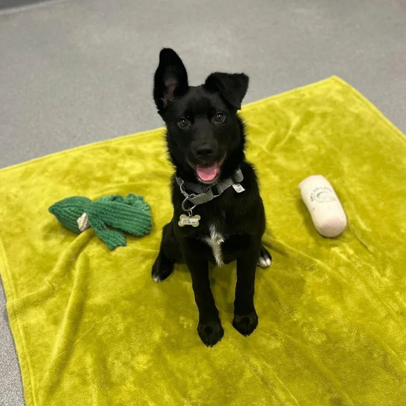 A baby medium-sized female Black Mixed Breed dog named Moe for adoption in Columbus, OH