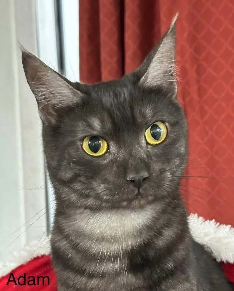 A young small-sized male Domestic Short Hair cat named Adam for adoption in Ballwin, MO