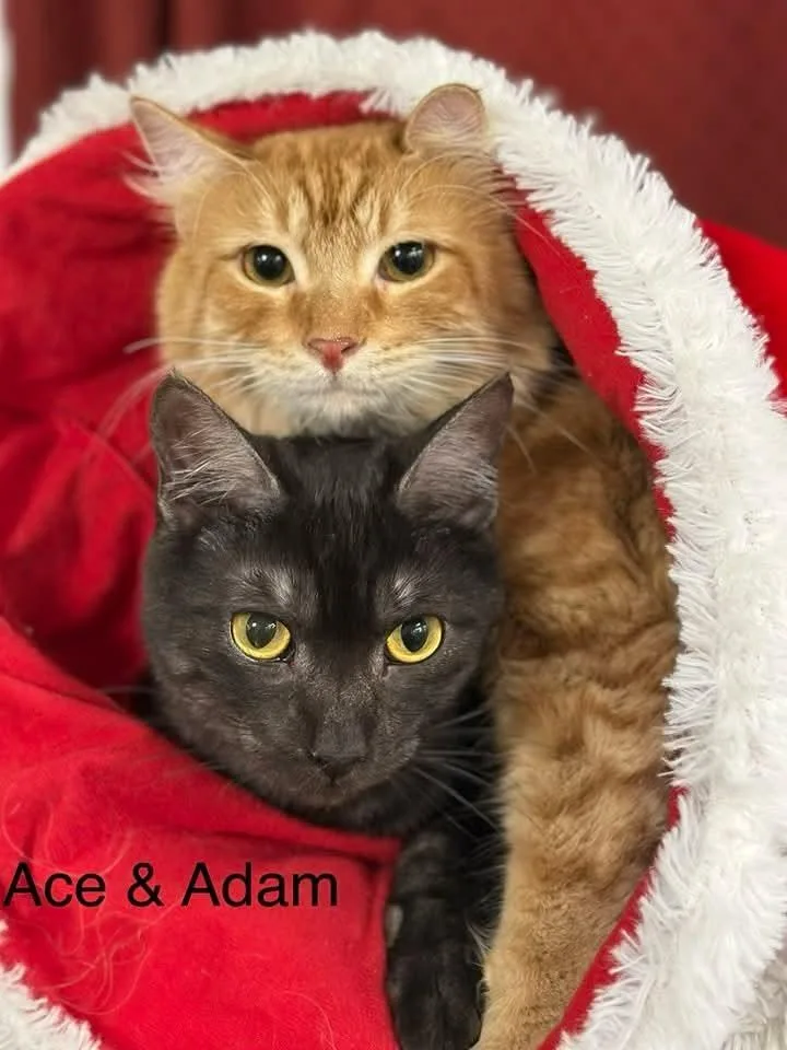 Adam thumbnail 3