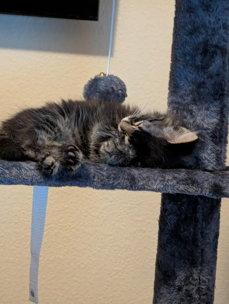A baby medium-sized male Tabby (Gray / Blue / Silver) Domestic Short Hair cat named Brad for adoption in Brentwood, CA