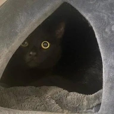An adult small-sized male Black Domestic Short Hair cat named Shiro for adoption in Chehalis, WA