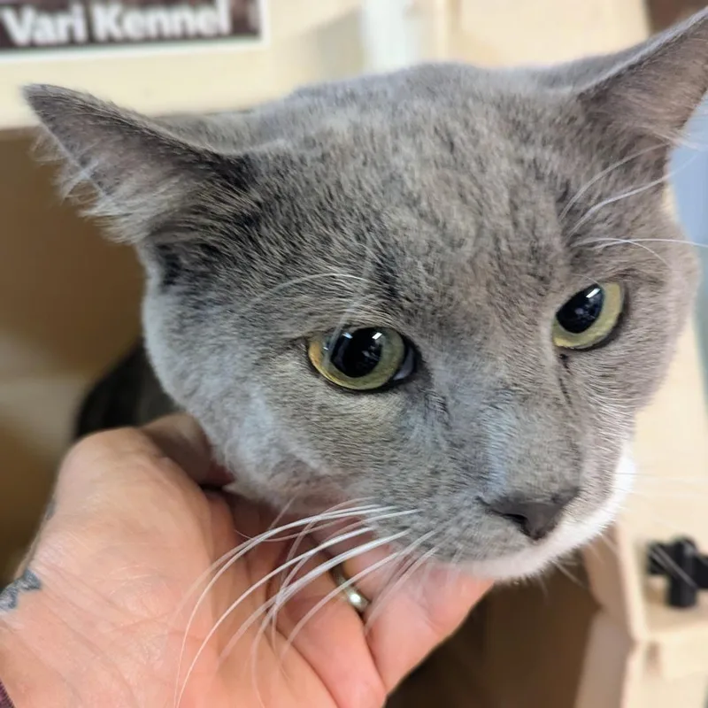 An adult medium-sized male Gray / Blue / Silver Domestic Short Hair cat named Boots for adoption in Brighton, MO