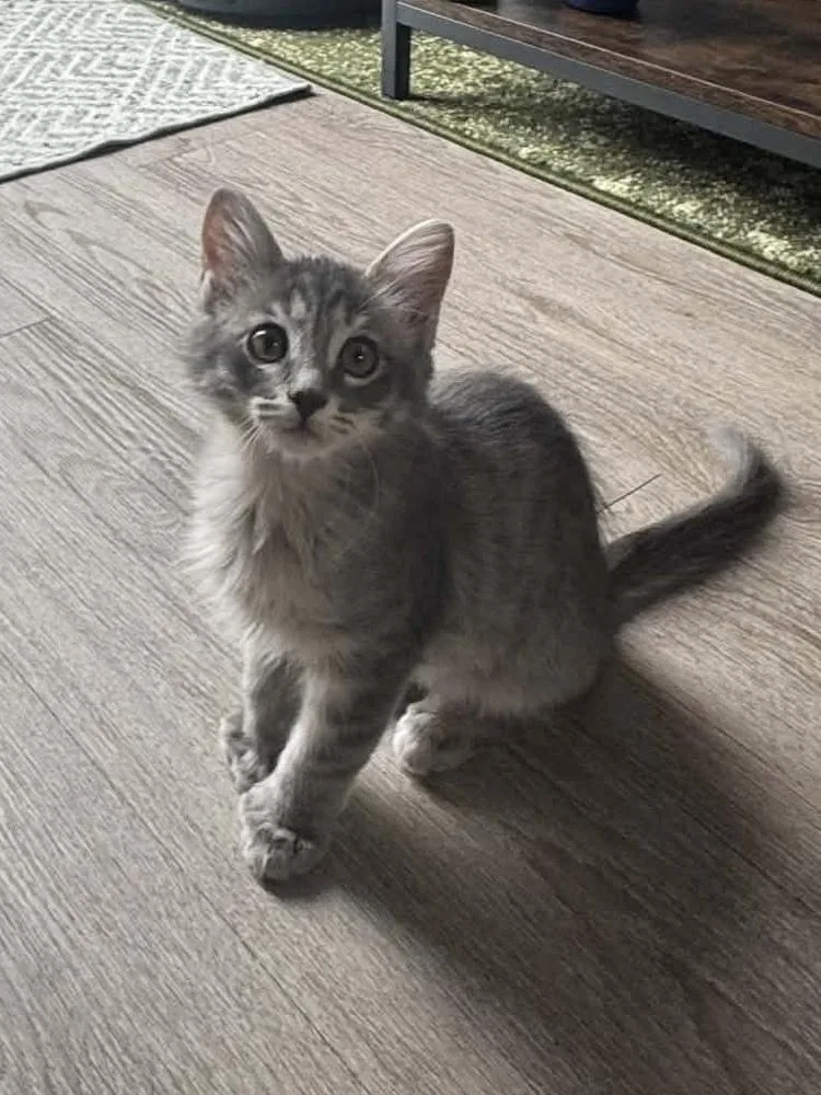 A baby small-sized female Blue Point Domestic Medium Hair cat named Salt for adoption in tucson, AZ