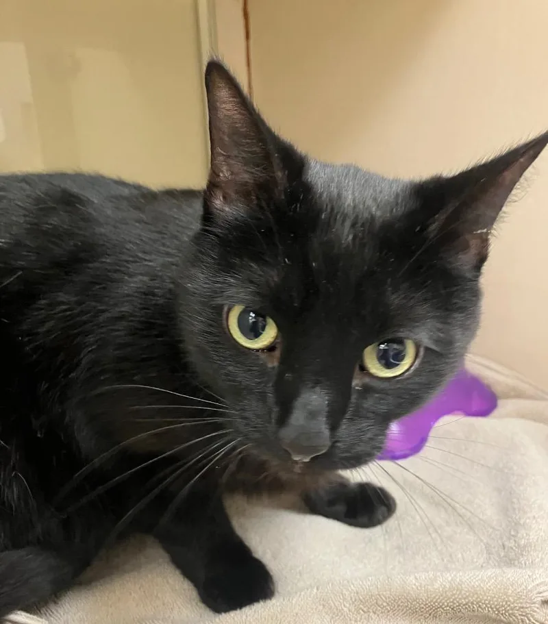 An adult medium-sized male Domestic Short Hair cat named Ollie for adoption in Christiansburg, VA