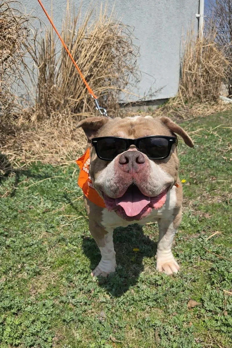 An adult large-sized male Yellow / Tan / Blond / Fawn Bulldog dog named Rocky for adoption in Cranston, RI