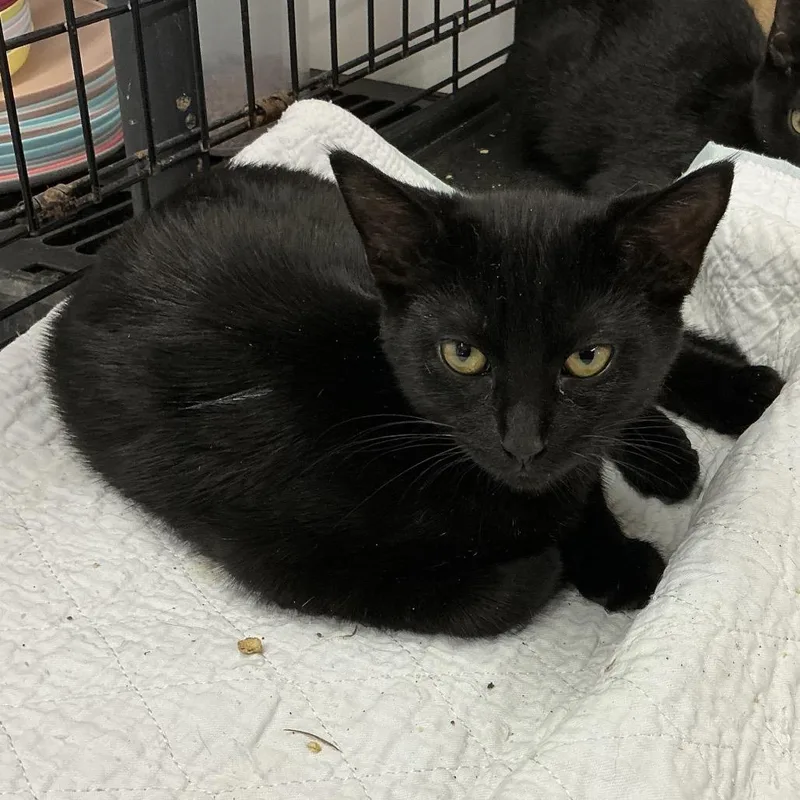 A baby small-sized female Domestic Short Hair cat named Truffles for adoption in Wappingers Falls, NY
