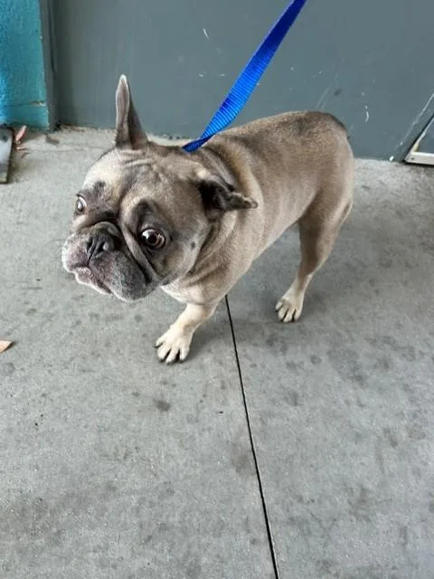 An adult medium-sized female French Bulldog dog named A for adoption in Baldwin Park, CA